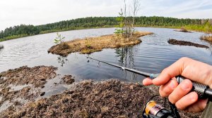 ТАКОЕ Я ЕЩЁ НЕ ЛОВИЛ! Рыбалка в ЧЁРНОЙ ВОДЕ на болоте на спиннинг в апреле