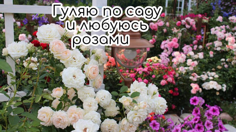 Гуляю и любуюсь розами. Зацвели лилии смотреть онлайн