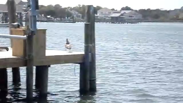 Pelican Lunch смотреть онлайн