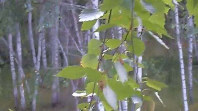 Кабан смотреть онлайн