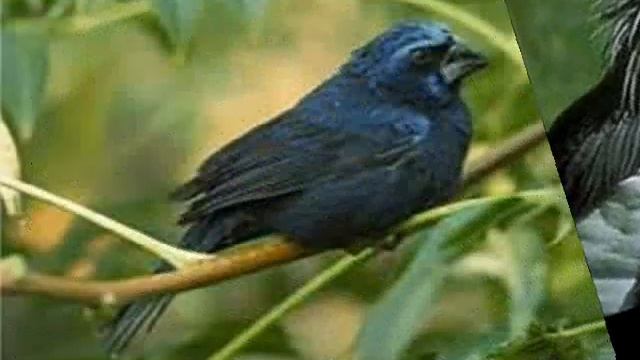 VIDEO CLIPS PAJARO CAMPANA смотреть онлайн