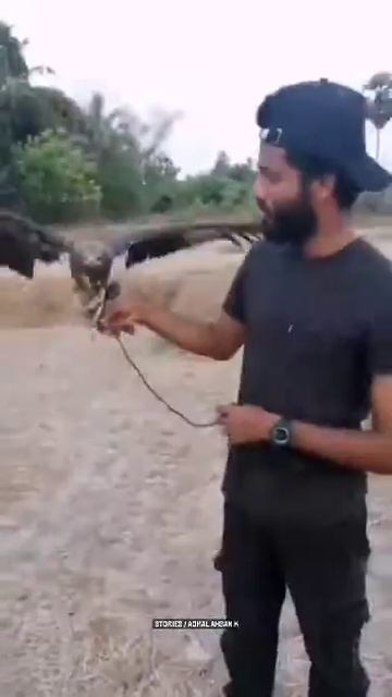 Eagle. Kerala Palakkad