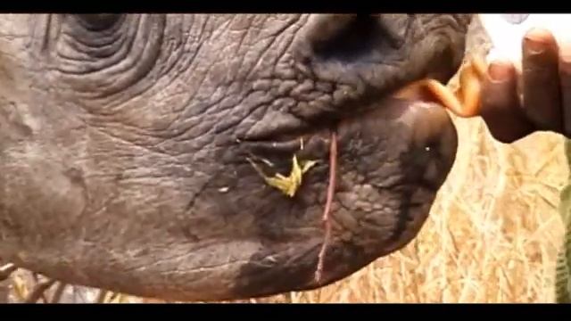 Rhino poaching in Zimbabwe смотреть онлайн