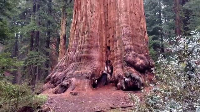 General Grant Sequoia Tree смотреть онлайн