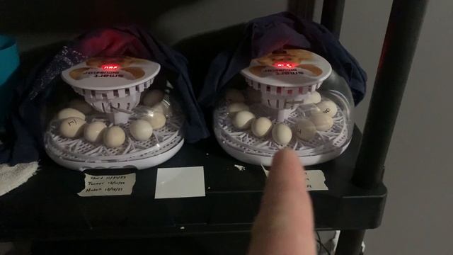 Reviewing $40 Smart Incubator from Amazon смотреть онлайн
