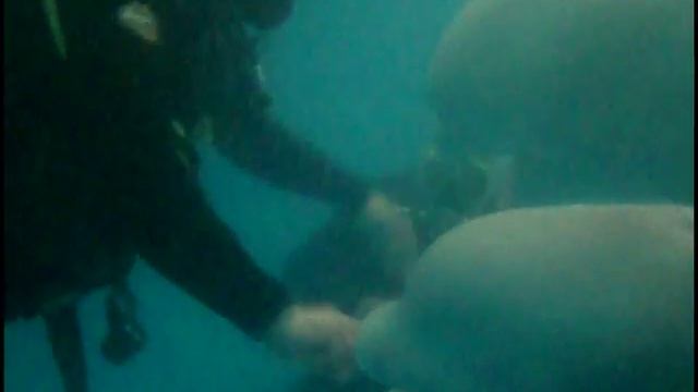 Дайвинг с белухами beluga-4, E-burg, 17.03.2010 смотреть онлайн