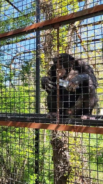 Шимпанзе😱 умнее чем мы думаем🤪смешное видео👍🤌Тайган.Парк Львов. смотреть онлайн