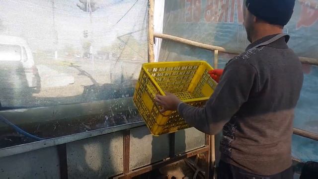 Илонбалик бокиш, Ilon Bosh Boqish. Уй шаройитида илон балик бокиш.