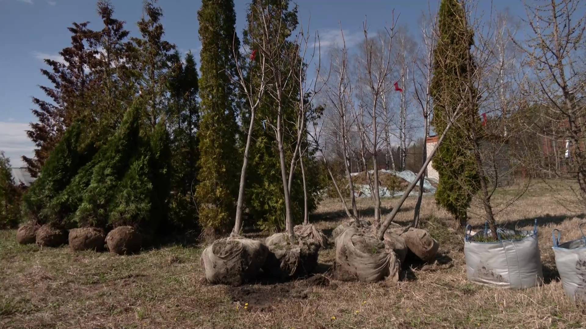 В Йошкар-Оле приступили к озеленению городских пространств смотреть онлайн