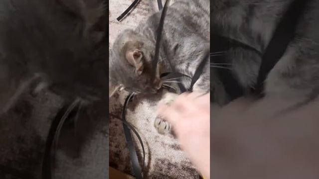 что за лев этот тигр смотреть онлайн