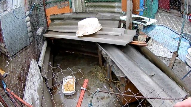 Хозяйство, курчата, нутрии, обзорчик