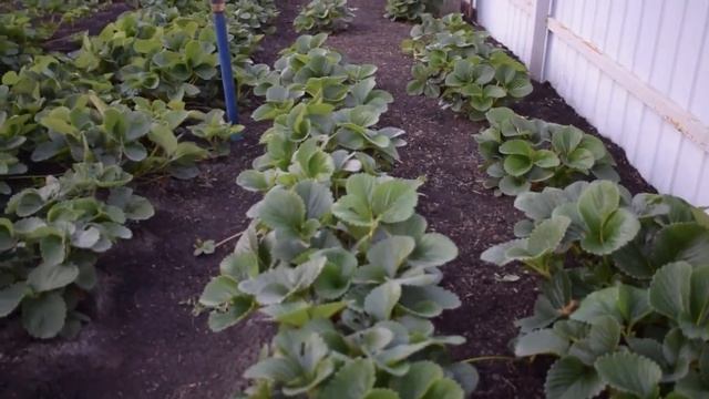 Самый лучший сорт ремонтантной клубники, самый сладкий, самый ароматный самый урожайный РЕКОМЕНДУ смотреть онлайн