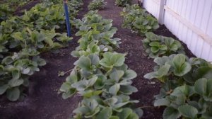 Самый лучший сорт  ремонтантной клубники, самый сладкий, самый ароматный самый урожайный  РЕКОМЕНДУ