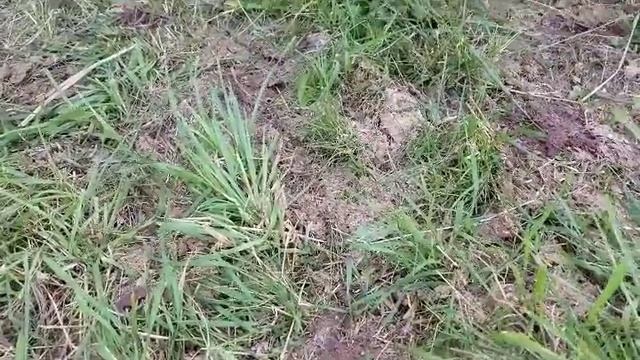 No tilling Sorghum Sudan grass let's see how it goes смотреть онлайн