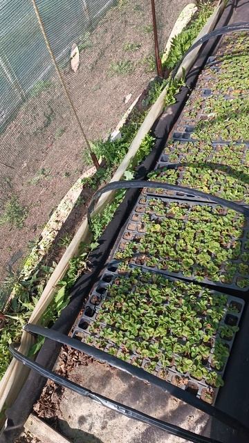 укрыли каркасс из стеклопластиковой арматуры затеняющей сеткой смотреть онлайн