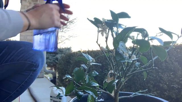 My Lemon Tree has Mealybugs смотреть онлайн