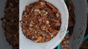 Где можно взять кору сосны бесплатно,кора для мульчирования почвы.#корасосны#мульча#идеисвоимирукам