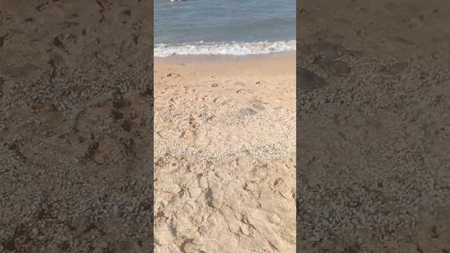 Медузы на берегу моря. смотреть онлайн