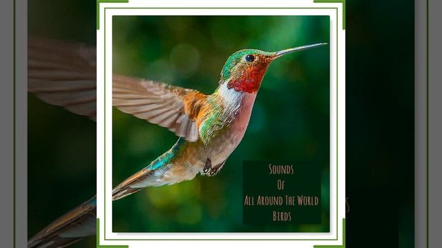 Linnet смотреть онлайн