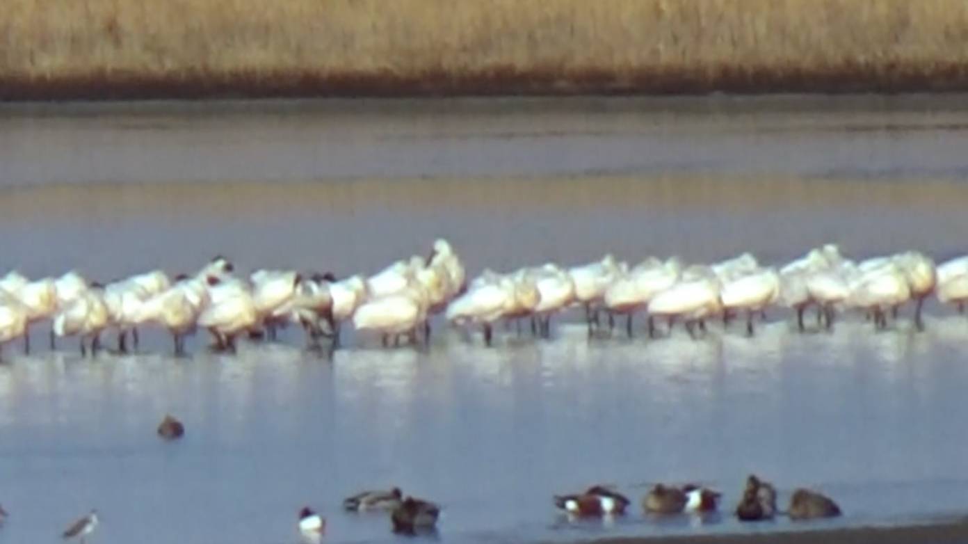 Редкие птицы вернулись в Дальневосточный морской заповедник