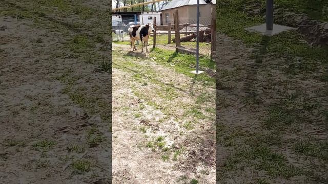 Өлген баласын іздеген АНА😭😭😭😭😭