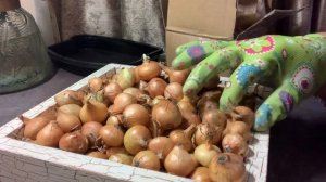 Лук севок Штутгартер Ризен. Обзор, распаковка🧅🧅🧅 #лук #хантымансийск