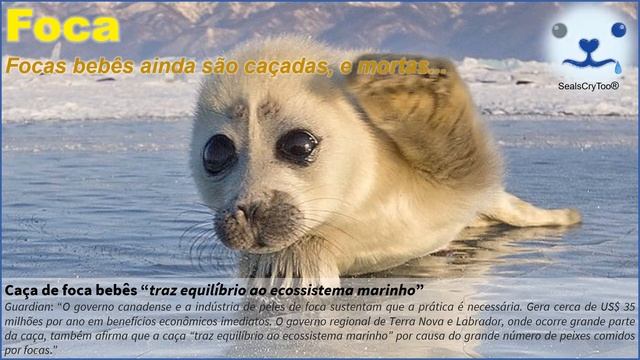 SealsCryToo® - Caça de Focas Bebês смотреть онлайн