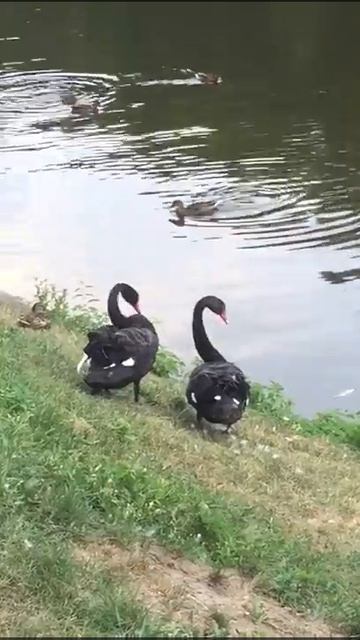 Черные лебеди в парке Софиевка смотреть онлайн