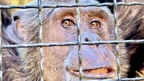 СМЕХ, да и только! Шимпанзе Джим НЕ ЛЮБИТ ЖЕНЩИН и меня невзлюбил,устроил мне душ из воды и кефира) смотреть онлайн