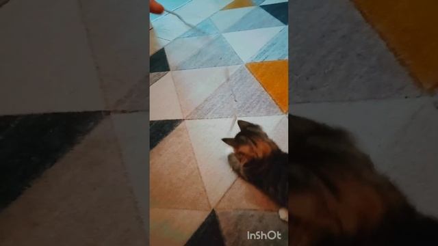 Маленький котëнок Джеси😽. Появление в нашем доме❤