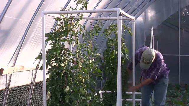 Topping Tomato Plants- Easy PVC Tomato Trellis Part 3 смотреть онлайн