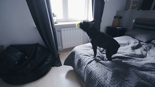 STAYHOME#4.БЕСИМСЯ ДОМА