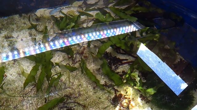 My MacroAlgae Grow Out Tanks & Macroalgae Species смотреть онлайн