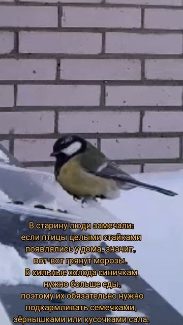 кормим наших синичек🤗 смотреть онлайн