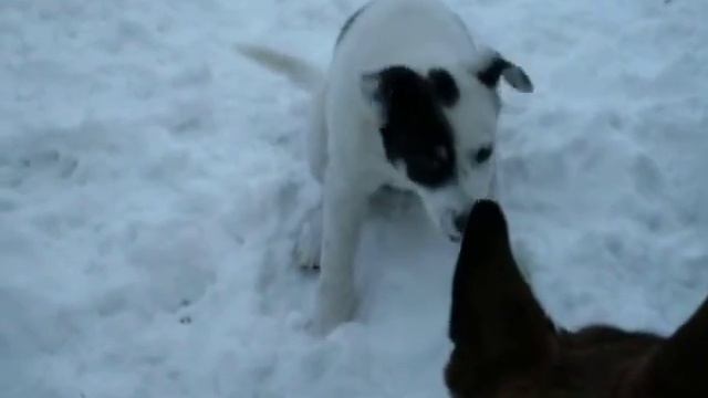 флюк смотреть онлайн