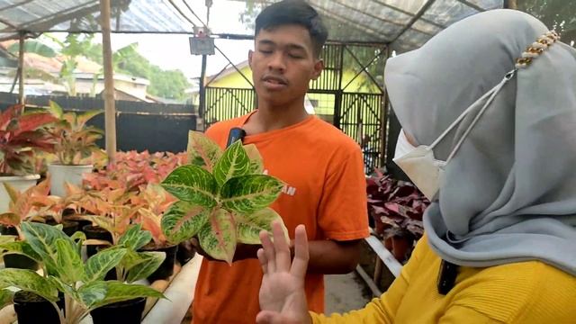 MULAI 45 RB AGLAONEMA NYA RIMBUN DAN BANYAK PILIHAN ‼️ смотреть онлайн