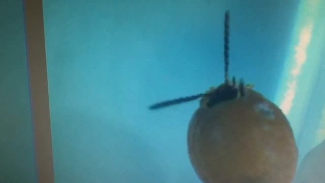 Weevil Birth смотреть онлайн