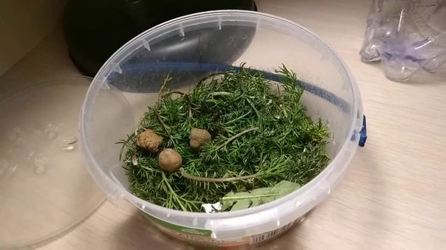 У моих улиток плохое содержание??? 😓 смотреть онлайн