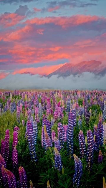 Сезон цветения люпинов / Новая Зеландия #nature