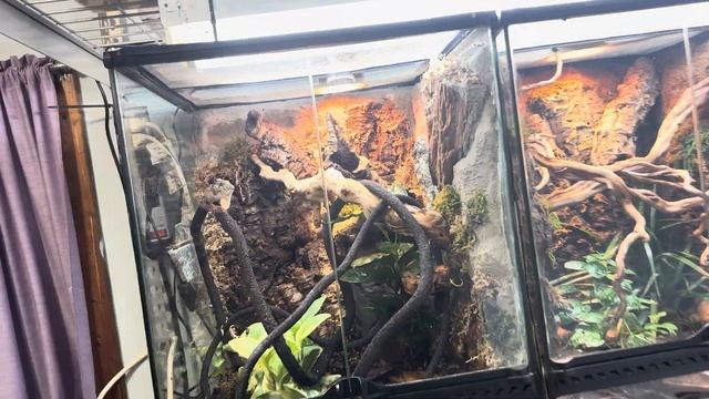 Emerald tree skinks. Frog eyed geckos. Gargoyle geckos. Future plans. смотреть онлайн