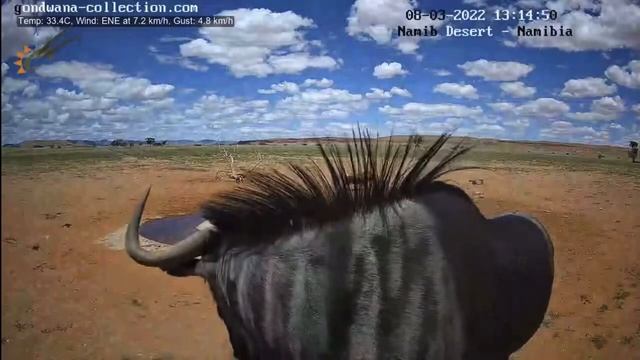 NamibiaCam: Wildebeest coming close to camera - 8 March 2022 смотреть онлайн