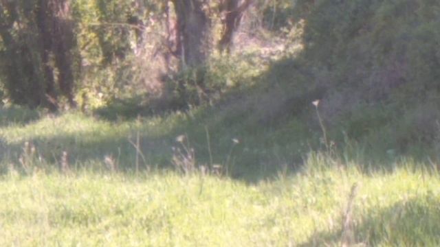 Ездил на разведку новых мест для охоты и увидел фазана🐓возле озера смотреть онлайн