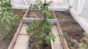 ТРИХОДЕРМА В ТЕПЛИЦЕ👍🏻ЭКСПЕРИМЕНТ🔬УДАЛСЯ😉