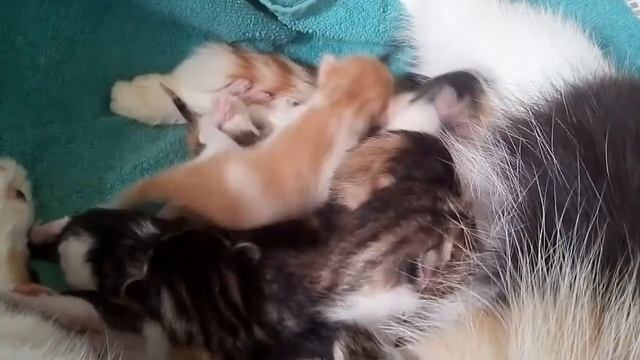 у нас Люся родила 9 котят смотреть онлайн