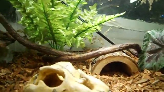 My Lizards Tank Part 1