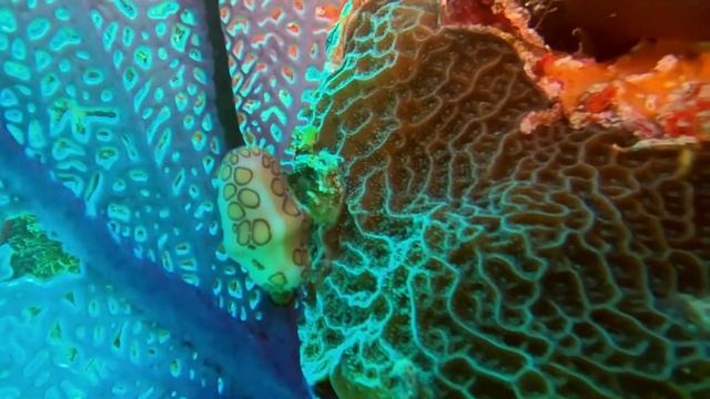 Cancun: Barracuda, Stonefish, Flamingo Tongue 2-11-21 смотреть онлайн