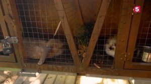 Фирменный рецепт с Емельяненко | Шура