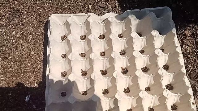 Способ посадки редиски. Или любых мелких семян квадратно гнездовым способом в органические грядки смотреть онлайн