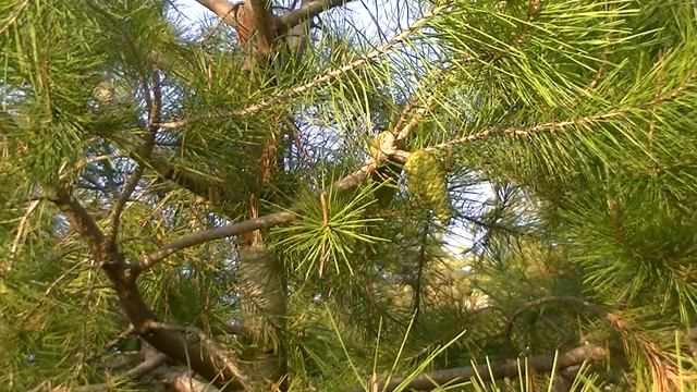 PINO CARRASCO: Pinus halepensis (www.riomoros.com) смотреть онлайн