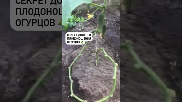 Как продлить срок плодоношения огурцов смотреть онлайн